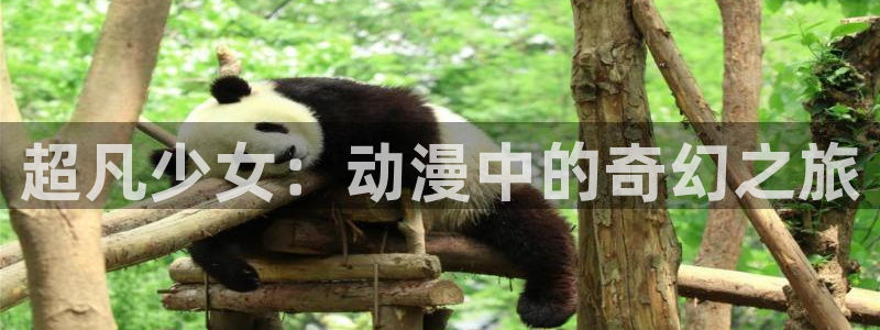 风车动漫间谍过家家